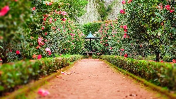 Comment intégrer des plantes vivaces dans la décoration de jardin ? 