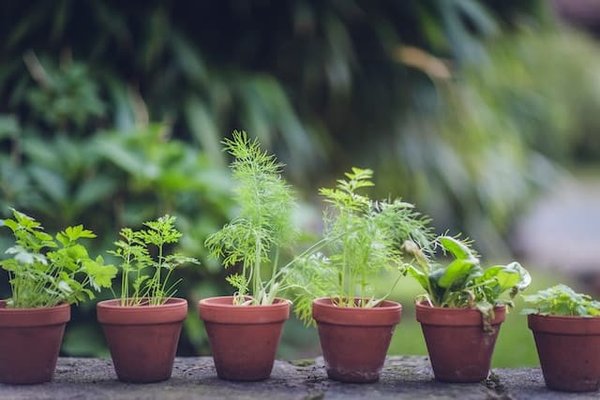 Comment débuter un potager urbain sur son balcon ?